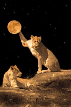 Lioness playing with the moon, another lioness resting
