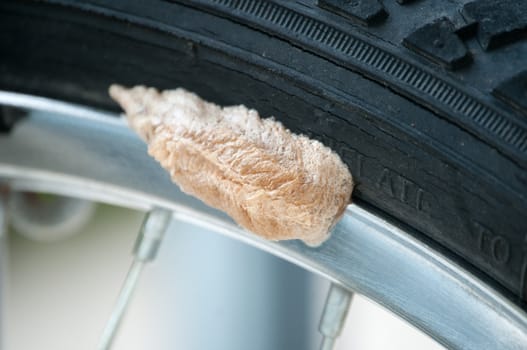 Praying Mantis egg sack or Ootheca laid on the wheel of a bicycle.