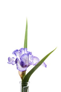 Purple Iris arrangement in a glass vase