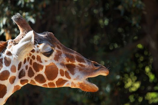 Brown spotted griraffe head with purple tongue and soft focus forest of trees