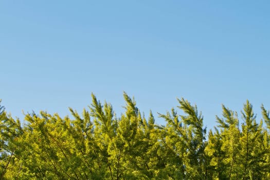 Green trees with large area of cloudless blue sky