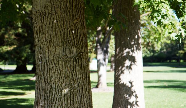 Three oak trees with varying leves of focus in a park