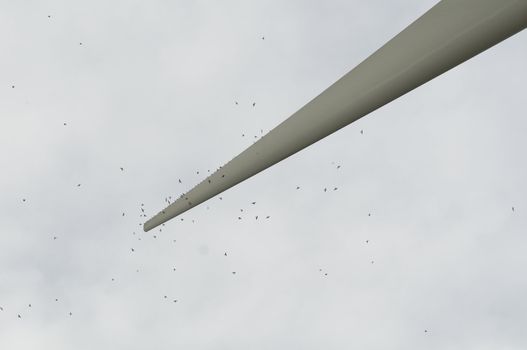 Common House Martin (Delichon urbicum) of the swallow family perching on a wing of an eolic wind turbine