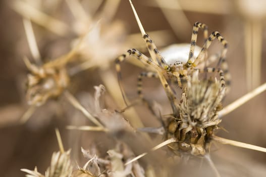 A spider camouflaged among thorns