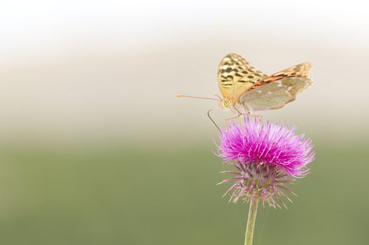 Black dotted butterfly on a red flower