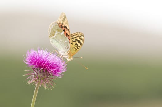 Black dotted butterfly on a red flower