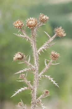 Dried and thorny flowers of a mountain plant