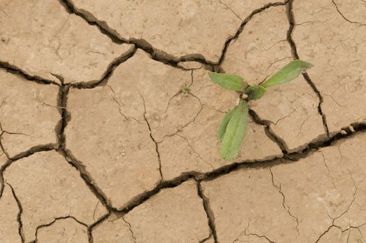Plant growing in a crack on dry ground