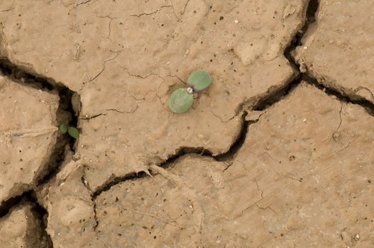 Plant growing in a crack on dry ground