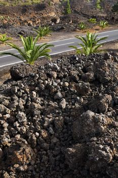 Plants and rocks around the road on volcanic Island Tenerife