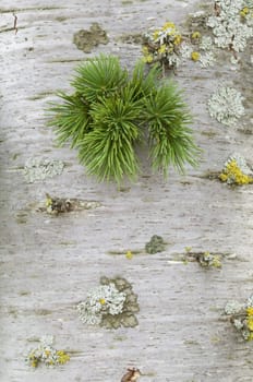 A bud of coniferous tree growing out of the trunk