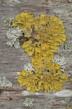 Yellow lichens growing on a tree bark