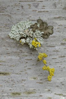 Yellow lichens growing on a tree bark