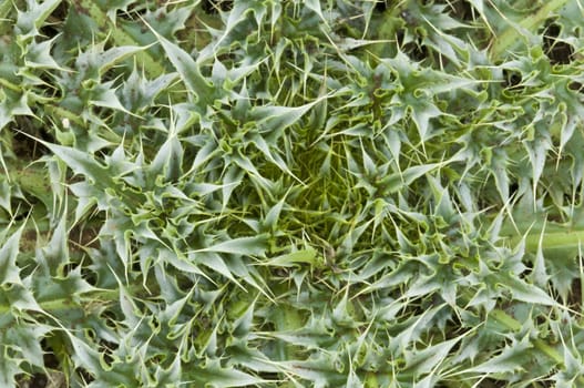 Detail of a plant wih thorny leaves