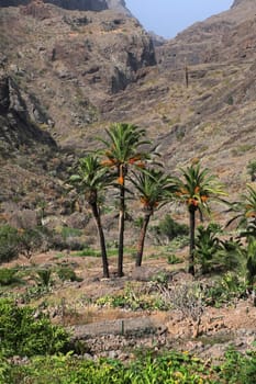 Flora of volcanic Canary Islands Tenerife