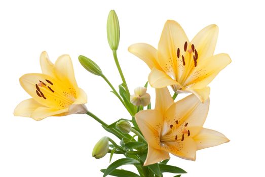 Beautiful yellow lilies isolated on white background.