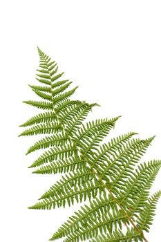 Fern leaf isolated on white background.