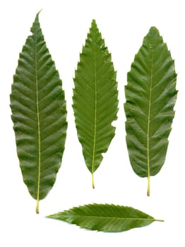 Green chestnuts leaves isolated on white background.