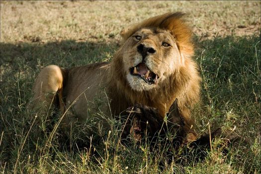 Lion behind a meal. It is left discontentedly growls on distracted him from a tasty dinner.