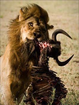 Lion discontentedly growls, distracted from a tasty dinner.