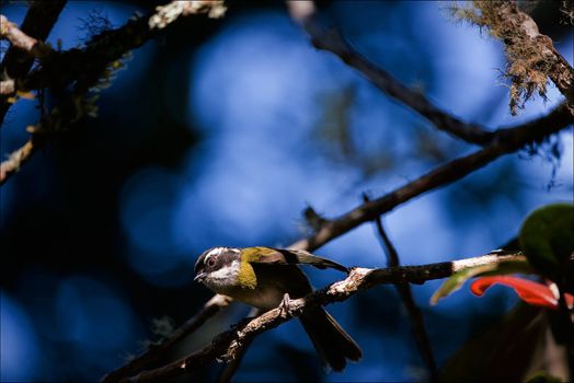 Little bird on a branch. A bird on a branch in the light of a sun ray against brightly dark blue sky. Mountains Costa Rica.