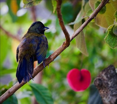 Bird on a branch. A bird on a branch against green color of leaves. Mountains Costa Rica.