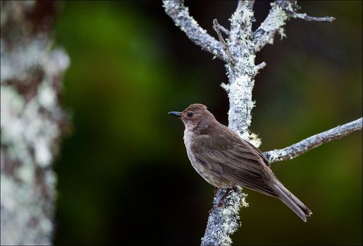 Bird on a branch. A bird on a light  branch against dark green color of wood. Mountains Costa Rica