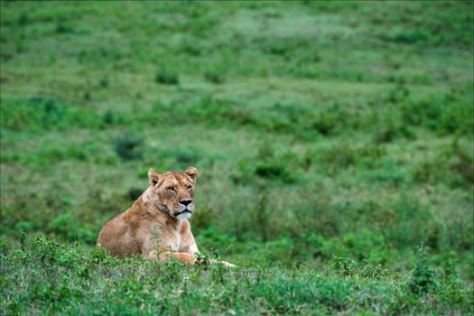 Lioness on a grass. The lioness has a rest on a green grass of meadows of Ngoro Ngoro.