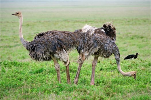 Two ostriches. Two ostriches are grazed on a green grass of national park of a crater of Ngoro Ngoro.