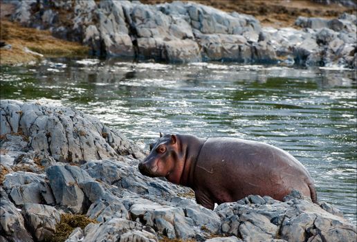 Hippopotamus on stony coast. The hippopotamus costs on stony coast near a pond.