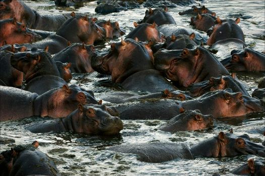 The herd of hippopotamuses bathes. The big herd of hippopotamuses bathes in a close pond with rocky coast in the evening.