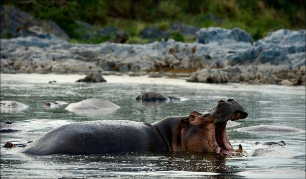 Yawning hippopotamus. A hippopotamus, swimming in a pond, widely yawns.