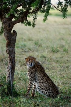 The cheetah sits under an acacia tree.