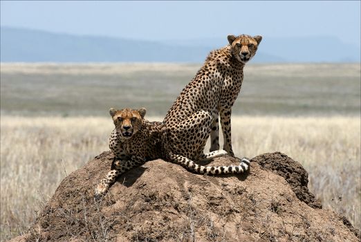 Two cheetahs. Two cheetahs sit on a termitehill under the scorching sun in hot day.