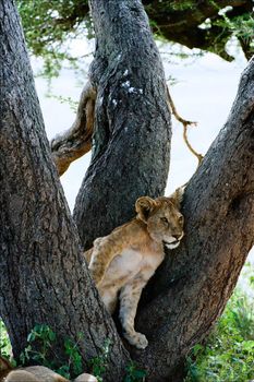 Sad young lion. The kid a young lion sits and thoughtfully looks, having leaned against a tree.