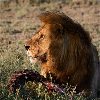 Supper of a lion. A having supper lion in the light of the coming sun with a meat piece.