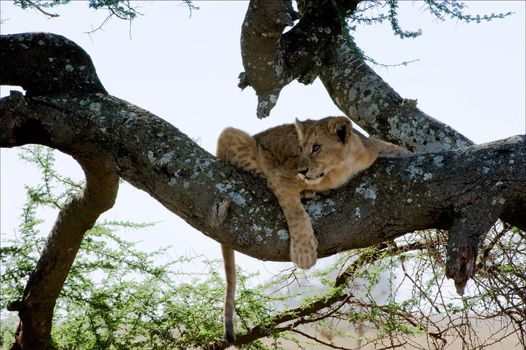 The young lion sits on a tree branch.