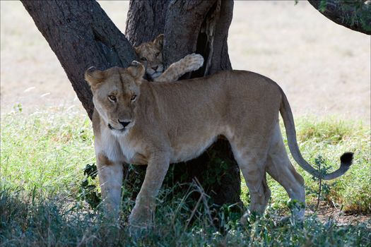 The playing young lion tries to climb through between two trees, nearby there is mum - a lioness.