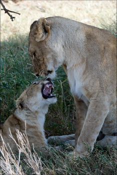 Lioness and young lion. A cub of a lion, playing, growls on mum a lioness.