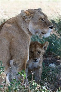 The lioness and young lion sit next in an acacia shade in a hot sunny day.