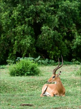 The impala has a rest. The impala an antelope lies on a green grass and has a rest.