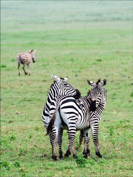 Two zebras nearby gently embrace on savanna plains.