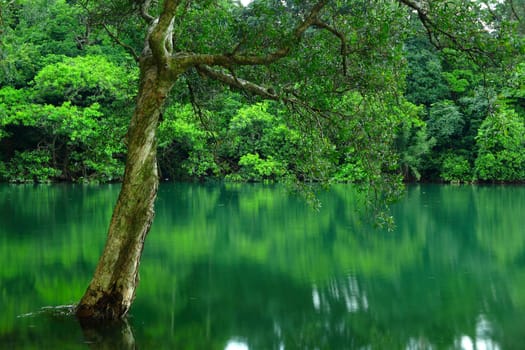 tree on water