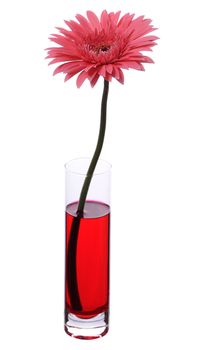 pink gerbera in vase isolated on white background