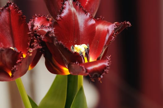 Bouquet of red tulips are photographed close up