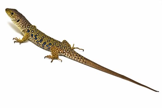 A colorful ocellated lizard isolated on a white background.