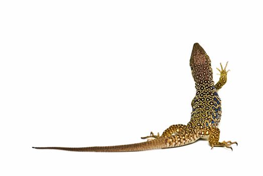 A colorful ocellated lizard isolated on a white background.