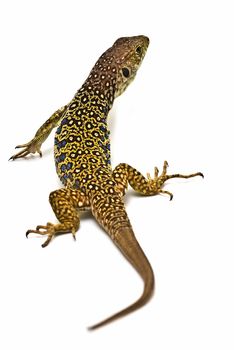 A colorful ocellated lizard isolated on a white background.