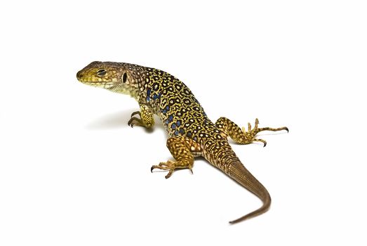 A colorful ocellated lizard isolated on a white background.