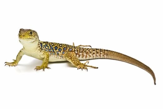 A colorful ocellated lizard isolated on a white background.